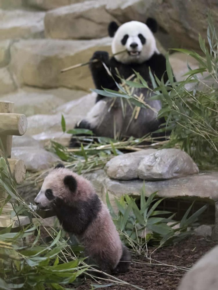 Pandas at the Zoo