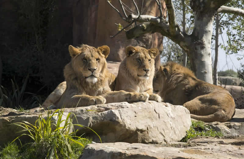 Zoo with the Lions in Beauval